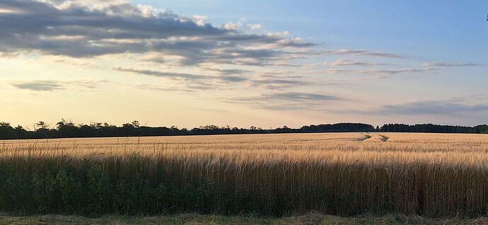 Un champ de blé doré est visible au coucher du soleil, avec des arbres et un ciel partiellement nuageux en arrière-plan. (Sous-titré par IA)