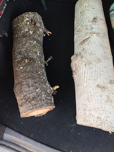 Deux bûches sont allongées dans le coffre d'une voiture, l'une avec une écorce foncée et plus petite, l'autre avec une écorce plus claire et plus grande. (Sous-titré par IA)