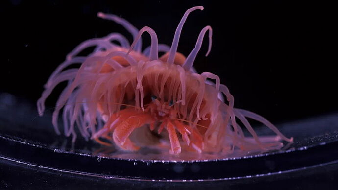 A képen egy apró rák látható, amelynek teste különleges, hosszú, rózsaszínű és lilás csápokkal van borítva. (Feliratozva AI-val)