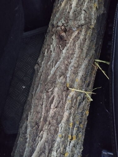 Egy farönk egy jármű belsejében, fekete ülések és szőnyegek mellett elhelyezve. (Feliratozva AI-val)